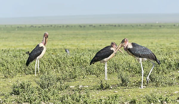 Marabou Storks -Leptoptilos crumeniferus- with crossed beaks, Serengeti, Tanzania