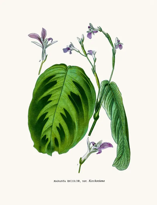 Framed Print : Maranta house plant Framed Print : Maranta house plant