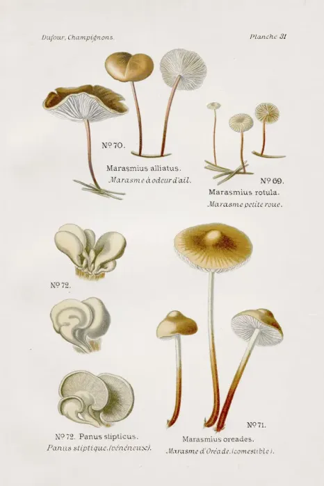 Framed Print : Marasmius mushroom 1891