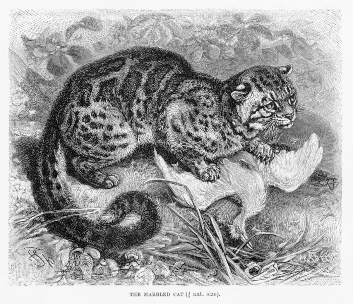 Framed Print : Marbled cat engraving 1894 Framed Print : Marbled cat engraving 1894