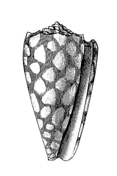 Marbled Cone (Conus Marmoreus)