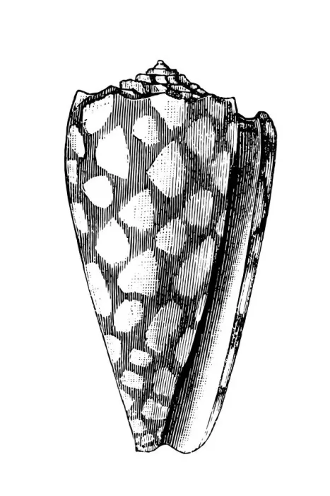 Framed Print : Marbled Cone (Conus Marmoreus) Framed Print : Marbled Cone (Conus Marmoreus)