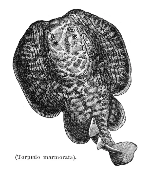 Framed Print : Marbled electric ray engraving 1897 Framed Print : Marbled electric ray engraving 1897
