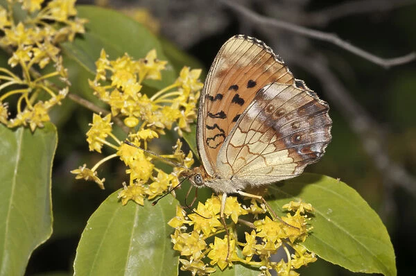 Marbled Fritillary -Brenthis daphne-, outer wings, searching for nectar in a Jerusalem Thorn or Crown of Thorns -Paliurus spina-cristi-, Lake Kerkini, Kerkini, Central Macedonia, Greece