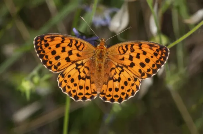 Framed Print : Marbled Fritillary butterfly -Brenthis daphne-, Lake Kerkini region, Greece, Europe