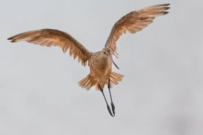 Framed Print : Marbled Godwit Framed Print : Marbled Godwit