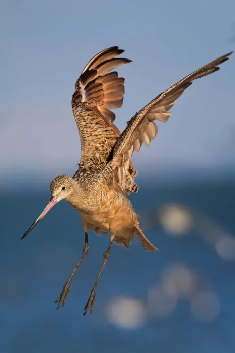 Framed Print : Marbled Godwit Framed Print : Marbled Godwit