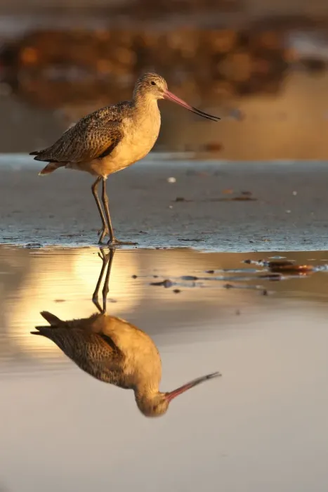 Framed Print : Marbled Godwit, Limosa fedoa Framed Print : Marbled Godwit, Limosa fedoa