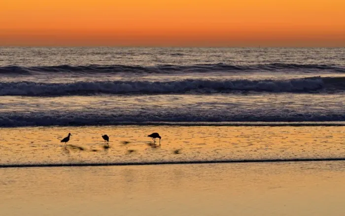 Framed Print : Marbled Godwits -Limosa fedoa- at sunset on the Pacific Coast, Oceanside, San Diego, California, United States Framed Print : Marbled Godwits -Limosa fedoa- at sunset on the Pacific Coast, Oceanside, San Diego, California, United States