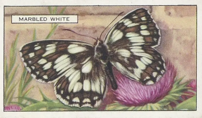 Framed Print : Marbled White Butterfly, Butterflies and Moths series, Gallaher Collectible Tobacco Card, 1938 Framed Print : Marbled White Butterfly, Butterflies and Moths series, Gallaher Collectible Tobacco Card, 1938