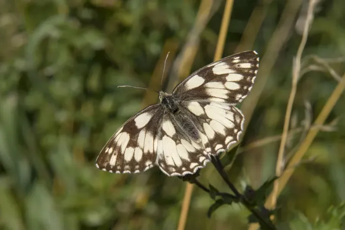 Framed Print : Marbled White butterfly (Melanargia galathea) Framed Print : Marbled White butterfly (Melanargia galathea)