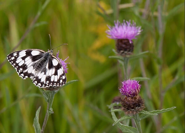 Marbled white butterfly on thistle