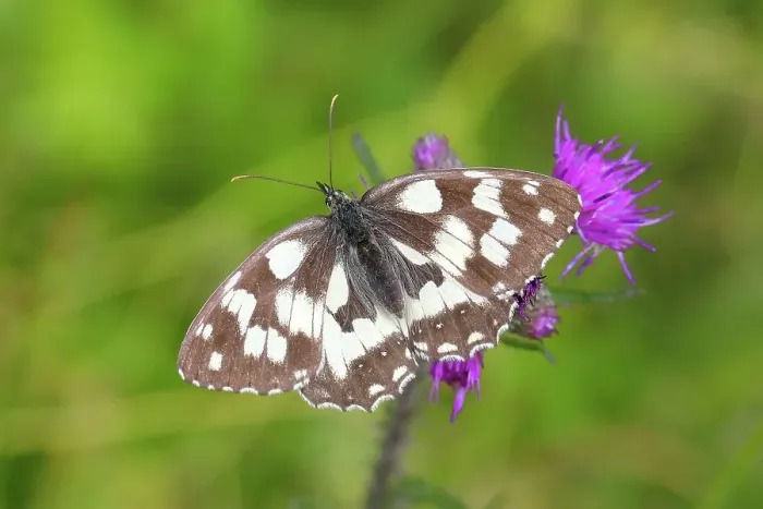 Framed Print : Marbled white (Melanargia galathea), on a marsh thistle (Cirsium palustre), Siegerland, North Rhine-Westphalia, Germany Framed Print : Marbled white (Melanargia galathea), on a marsh thistle (Cirsium palustre), Siegerland, North Rhine-Westphalia, Germany