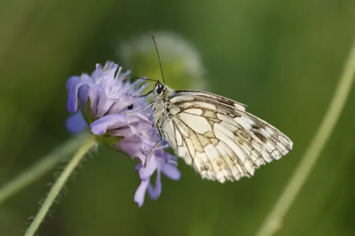 Framed Print : Marbled White -Melanargia galathea- butterfly, male, Franconian Switzerland, Bavaria, Germany, Europe Framed Print : Marbled White -Melanargia galathea- butterfly, male, Franconian Switzerland, Bavaria, Germany, Europe