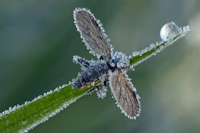 Framed Print : March Fly or St Marks Fly -Bibio-, with hoarfrost ice crystals, Hesse, Germany Framed Print : March Fly or St Marks Fly -Bibio-, with hoarfrost ice crystals, Hesse, Germany