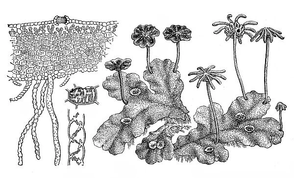 Marchantia polymorpha (common liverwort, umbrella liverwort)