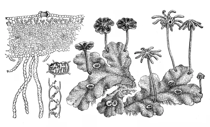 Framed Print : Marchantia polymorpha (common liverwort, umbrella liverwort) Framed Print : Marchantia polymorpha (common liverwort, umbrella liverwort)