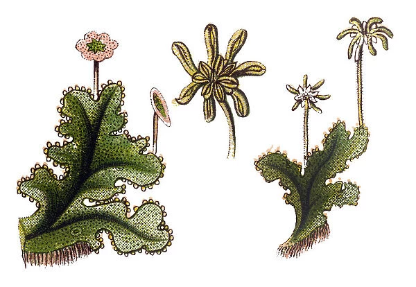 Marchantia polymorpha, sometimes known as the common liverwort or umbrella liverwort