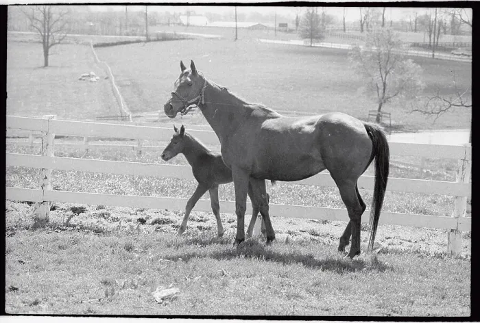 Framed Print : Mare and Foal Standing by Fence Framed Print : Mare and Foal Standing by Fence