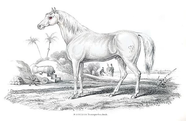 Marengo Bonapartes horse 1841
