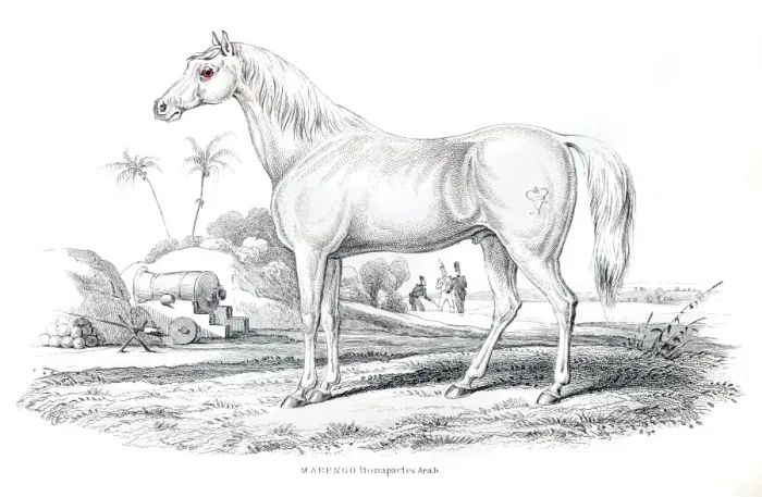 Framed Print : Marengo Bonapartes horse 1841 Framed Print : Marengo Bonapartes horse 1841
