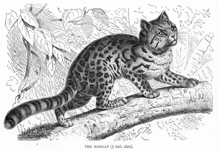 Framed Print : Margay cat engraving 1894 Framed Print : Margay cat engraving 1894