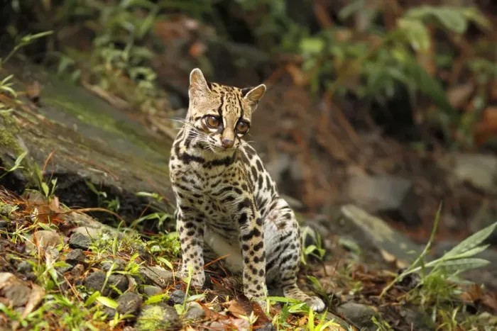 Framed Print : Margay (Leopardus wiedii)