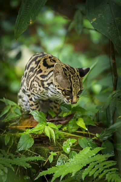 Margay (Leopardus wiedii)
