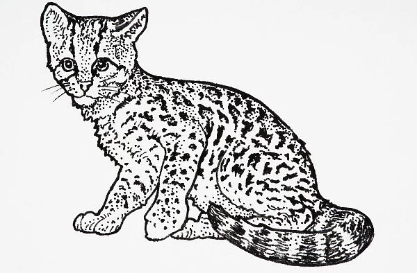 Margay (Leopardus wiedii), patterned cat