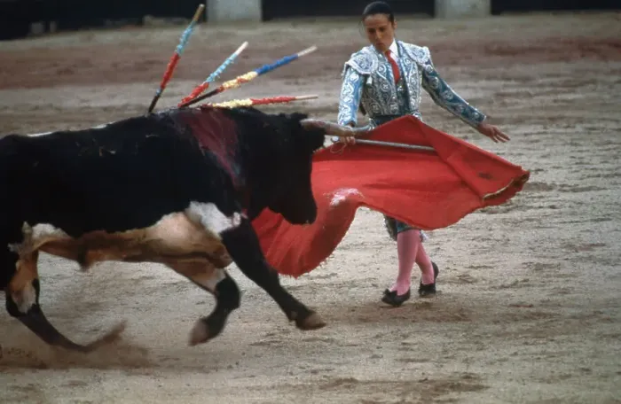 Framed Print : Maribel Atienzar Fighting Bull Framed Print : Maribel Atienzar Fighting Bull