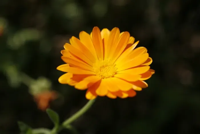Framed Print : Marigold -Calendula sp. -, flower Framed Print : Marigold -Calendula sp. -, flower
