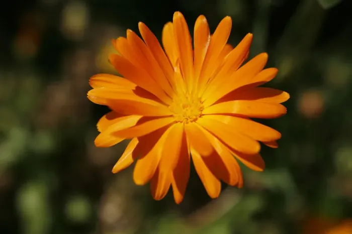 Framed Print : Marigold -Calendula sp. -, flower Framed Print : Marigold -Calendula sp. -, flower