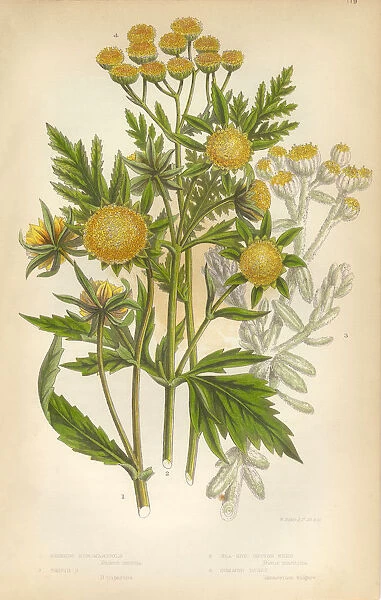 Marigold, Cottonweed, Sunflower, Tansy, Victorian Botanical Illustration