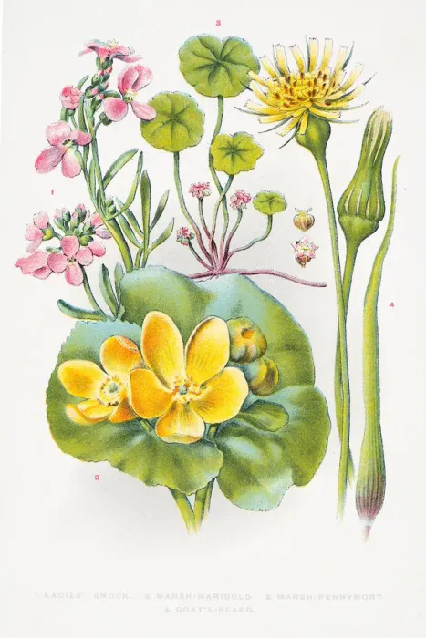 Framed Print : Marigold and Pennywort engraving Framed Print : Marigold and Pennywort engraving