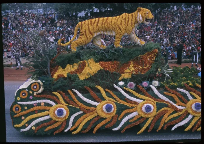 Framed Print : Marigold Tiger Atop Float in Republic Day Parade Framed Print : Marigold Tiger Atop Float in Republic Day Parade