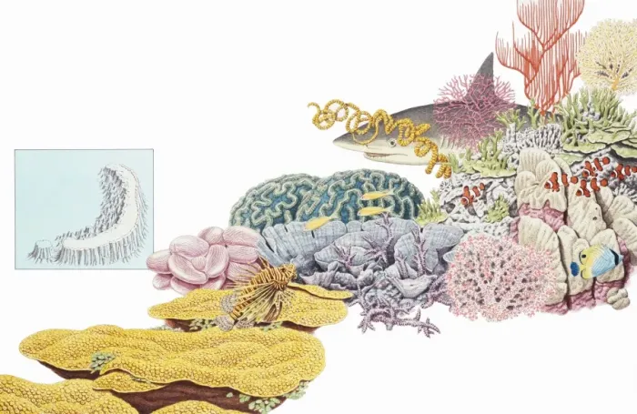 Framed Print : Marine fauna and flora
