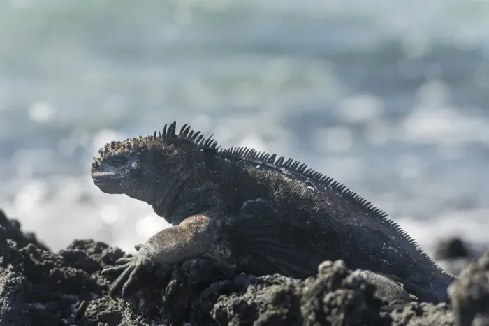 Framed Print : Marine Iguana -Amblyrhynchus cristatus-, San Cristobal Island, Galapagos Islands, Ecuador Framed Print : Marine Iguana -Amblyrhynchus cristatus-, San Cristobal Island, Galapagos Islands, Ecuador