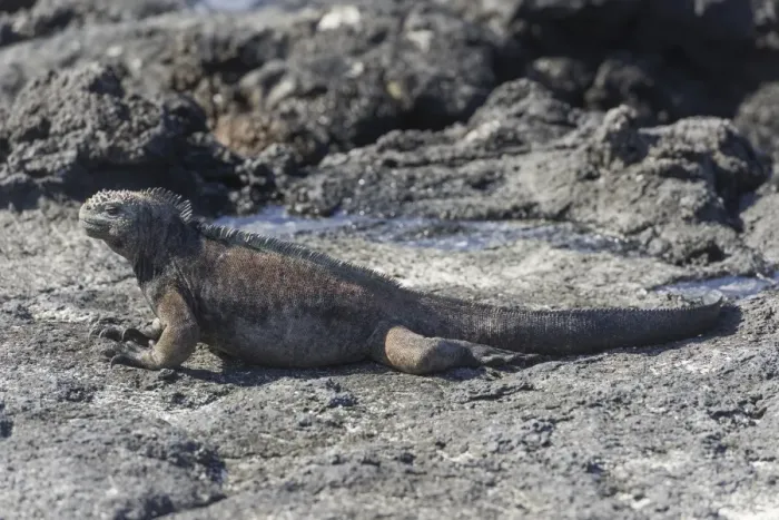 Framed Print : Marine Iguana -Amblyrhynchus cristatus-, San Cristobal Island, Galapagos Islands, Ecuador Framed Print : Marine Iguana -Amblyrhynchus cristatus-, San Cristobal Island, Galapagos Islands, Ecuador