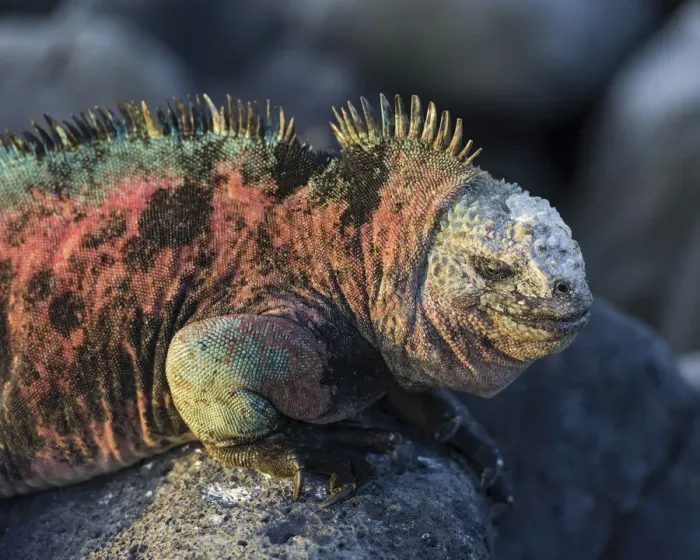 Framed Print : Marine Iguana -Amblyrhynchus cristatus-, Floreana, Galapagos Islands, Ecuador Framed Print : Marine Iguana -Amblyrhynchus cristatus-, Floreana, Galapagos Islands, Ecuador