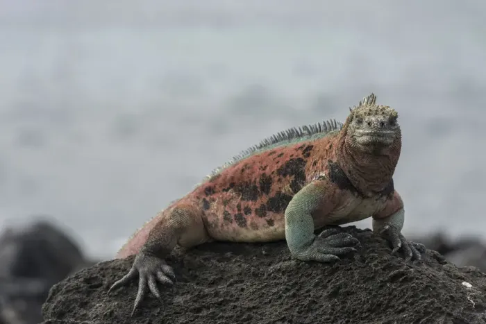 Framed Print : Marine Iguana -Amblyrhynchus cristatus-, Floreana, Galapagos Islands, Ecuador Framed Print : Marine Iguana -Amblyrhynchus cristatus-, Floreana, Galapagos Islands, Ecuador