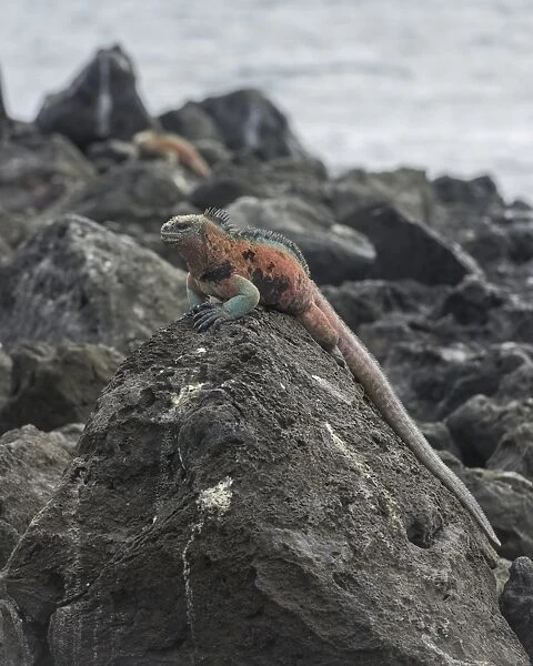 Marine Iguana -Amblyrhynchus cristatus-, Floreana, Galapagos Islands, Ecuador