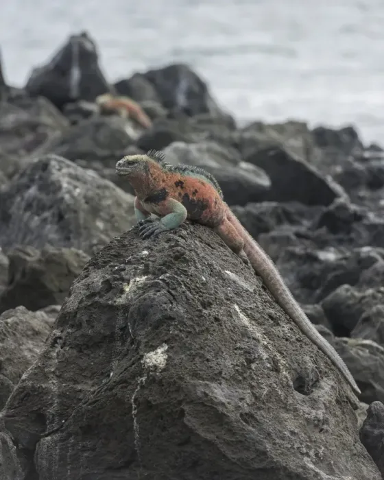 Framed Print : Marine Iguana -Amblyrhynchus cristatus-, Floreana, Galapagos Islands, Ecuador Framed Print : Marine Iguana -Amblyrhynchus cristatus-, Floreana, Galapagos Islands, Ecuador
