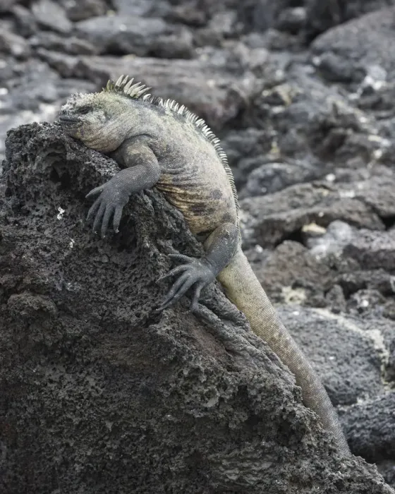 Framed Print : Marine Iguana -Amblyrhynchus cristatus-, Fernandina Island, Galapagos Islands, Ecuador Framed Print : Marine Iguana -Amblyrhynchus cristatus-, Fernandina Island, Galapagos Islands, Ecuador