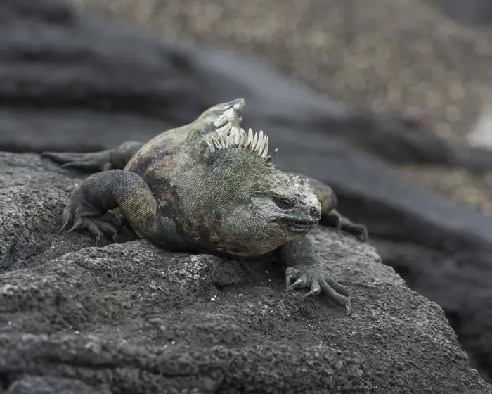 Framed Print : Marine Iguana -Amblyrhynchus cristatus-, Fernandina Island, Galapagos Islands, Ecuador Framed Print : Marine Iguana -Amblyrhynchus cristatus-, Fernandina Island, Galapagos Islands, Ecuador