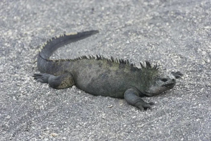 Framed Print : Marine Iguana -Amblyrhynchus cristatus-, Fernandina Island, Galapagos Islands, Ecuador Framed Print : Marine Iguana -Amblyrhynchus cristatus-, Fernandina Island, Galapagos Islands, Ecuador