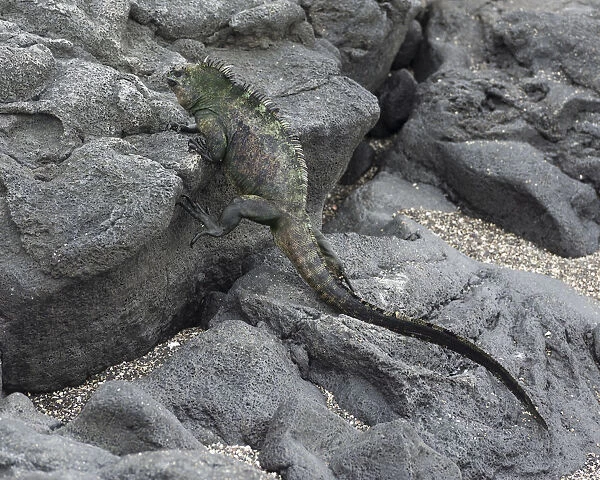 Marine Iguana -Amblyrhynchus cristatus- climbing over lava rocks, Fernandina Island, Galapagos Islands, Ecuador