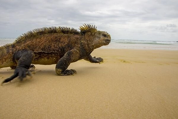 Marine Iguana running on the beach