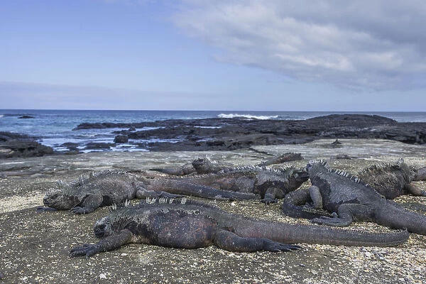 Marine Iguanas -Amblyrhynchus cristatus-, San Salvador Island, Galapagos Islands, Ecuador