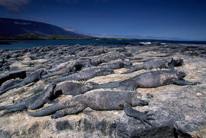 Framed Print : Marine iguanas (Amblyrhynchus cristatus), Ecuador Framed Print : Marine iguanas (Amblyrhynchus cristatus), Ecuador