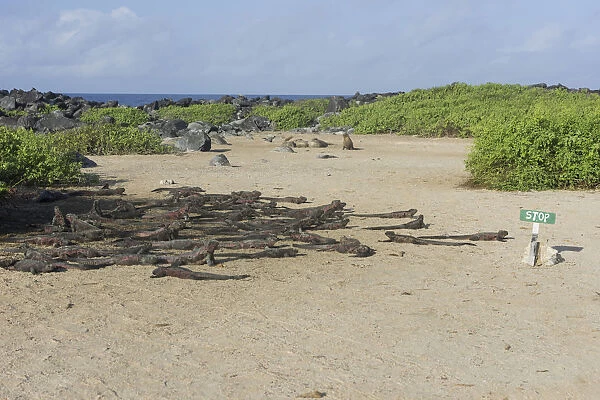 Marine Iguanas -Amblyrhynchus cristatus- on a sandy beach, Espanola Island, Galapagos Islands, Ecuador